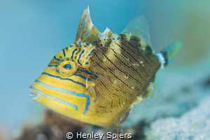 Juvenile Queen Triggerfish by Henley Spiers 